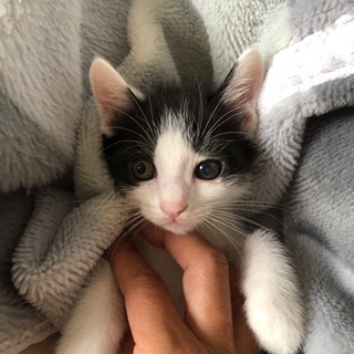天使の羽模様可愛いハチワレ - 猫