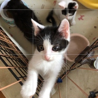 天使の羽模様可愛いハチワレ − 千葉県