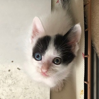 幸せを呼オッドアイ男の子