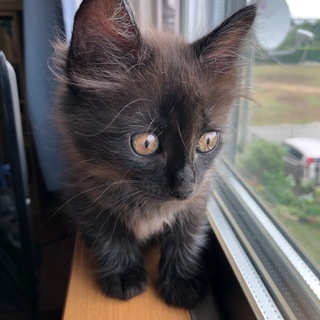 もふもふ長毛黒猫　家族募集