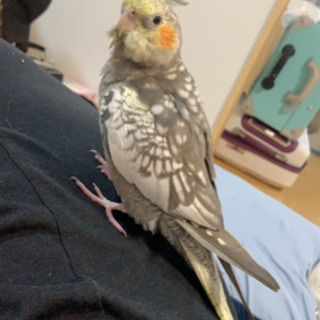 オカメインコ 迷子