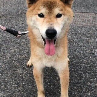 保健所収容【時間がありません】柴風男の子