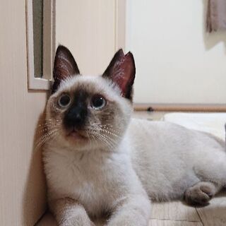 4ヶ月の白血病の男の子
