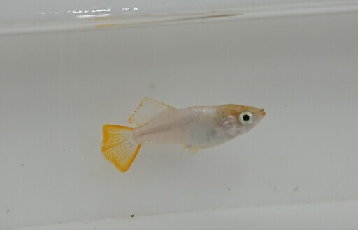 シルバー光めだか SSサイズ～幼魚 5匹 1000円 シルバーヒカリメダカ