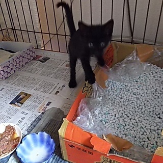 仔猫を保護しました