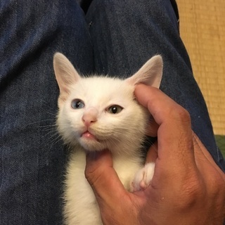 シロ猫オッドアイ男の子里親さん募集！！(生後1か月)
