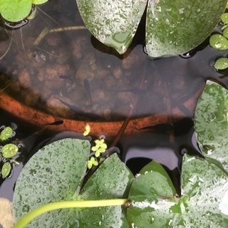 差し上げます