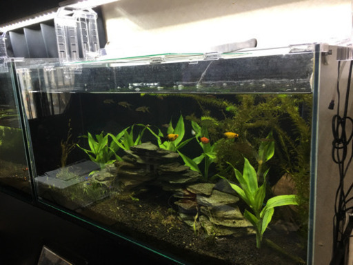 90cm水槽セット  引き取り早い方に