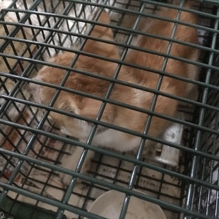 職場の倉庫に侵入した子猫の里親を探しています