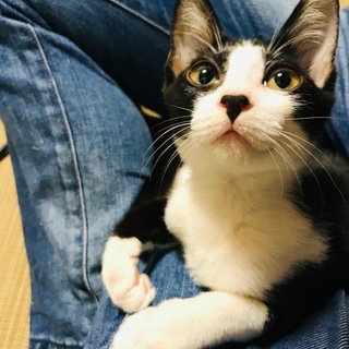 白黒ハチワレだけど洋種が入ってるby獣医さん