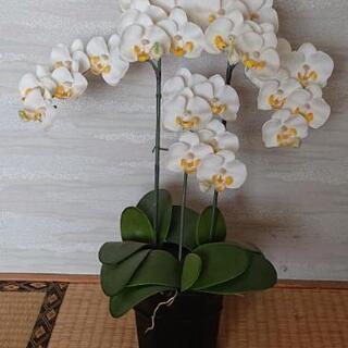 胡蝶蘭？造花 コチョウラン