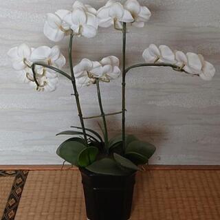 胡蝶蘭？造花 コチョウランの画像