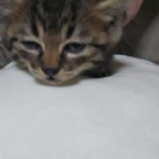 生後１ヶ月の仔猫をもらって下さい    