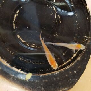 三色錦メダカ 卵30個+α 