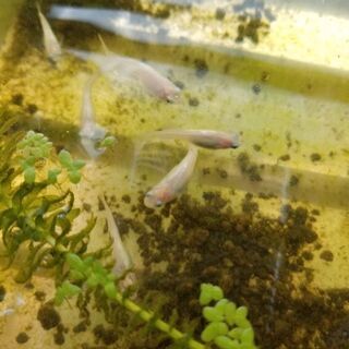 白ヒカリメダカ 卵20個+α