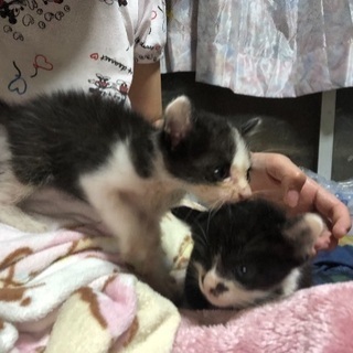 黒白子猫の里親募集