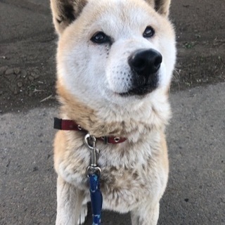 急募！柴犬♂ 10才  