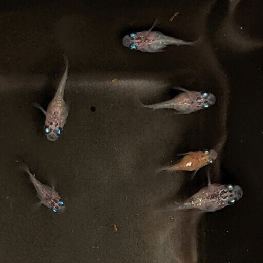 【激レア】三色ラメダルマメダカ