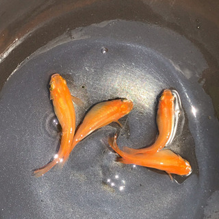 限定：メダカ/紅帝コウテイ 針子5匹の画像