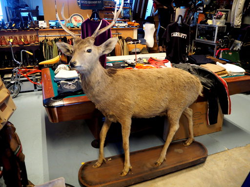 苫小牧～◆エゾシカ 鹿　鹿剥製 台座付き◆