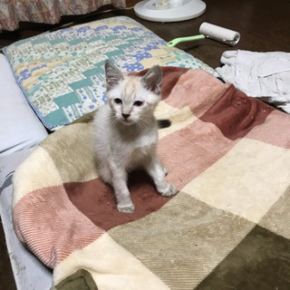 里親さん募集中