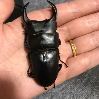 オオクワガタ 2匹の画像