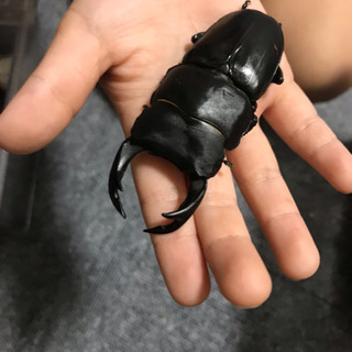 オオクワガタ 2匹の画像