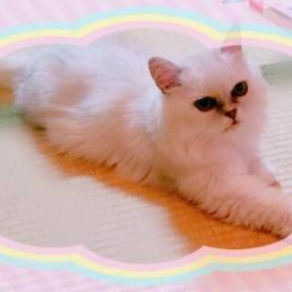 ペルシャチンチラ☆
