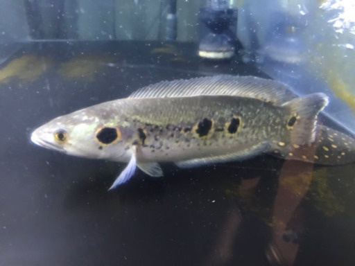 フラワートーマン