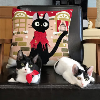 ハチワレ2匹一緒に^ ^里親様募集中