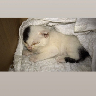 子猫の里親募集