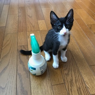 7月17日夕方犬の散歩の最中で3匹の捨て猫（生後2か月ぐらい）を...