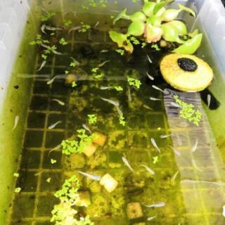 強光〜フルボディー　みゆき　メダカ　30〜40匹程度まとめて！