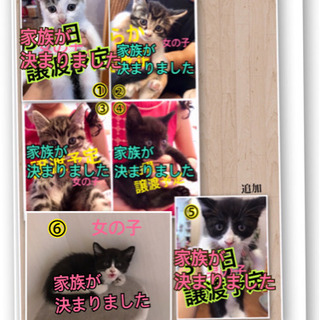 生後7週野良仔猫☆里親募集☆追加あり