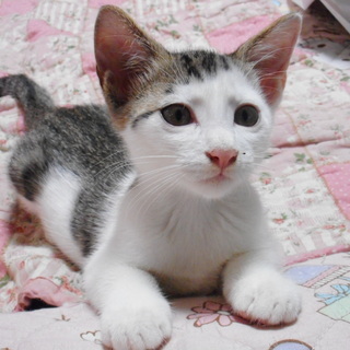 尻尾の長い生後2か月の猫。