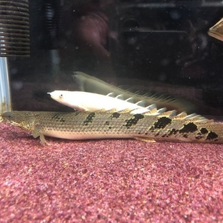 ポリプテルス、ダトニオ