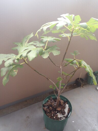 鉢植えいちじく(果実肥大中)