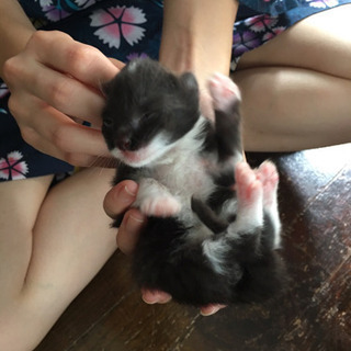 子猫あげます。