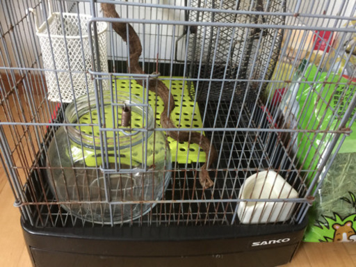 デグー 飼育セット 値下げしました。