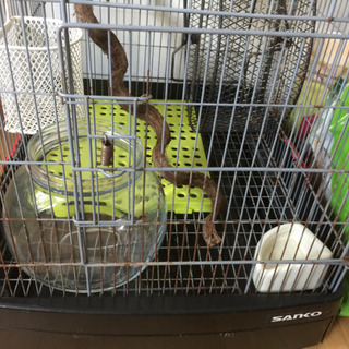 デグー 飼育セット 値下げしました。の画像