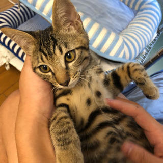 ワクチン済 約3ヶ月 子猫 里親さん募集中