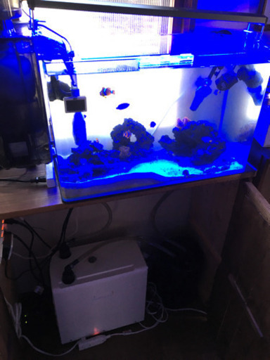 海水魚 セット