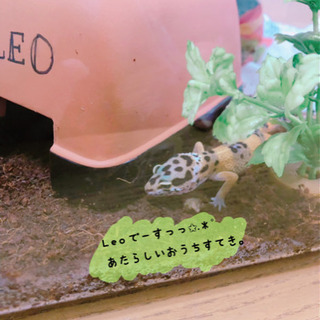 ヒョウモントカゲモドキ好きな人と繋がりたい