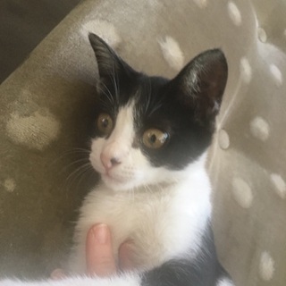 生後約2ヶ月くらいのメス猫ちゃんです