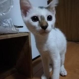 生後3ヶ月の子猫です