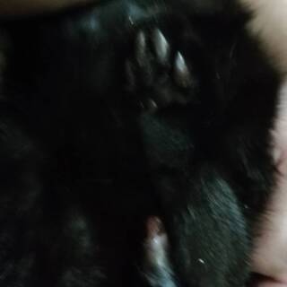 しっぽを怪我していた黒猫ちゃん。 - 猫