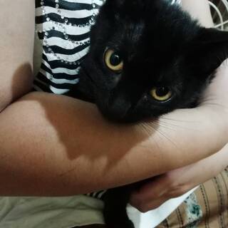 しっぽを怪我していた黒猫ちゃん。の画像
