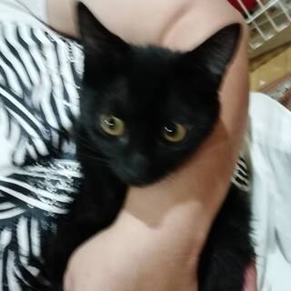 しっぽを怪我していた黒猫ちゃん。 - 熊本市