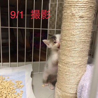 代理投稿です！