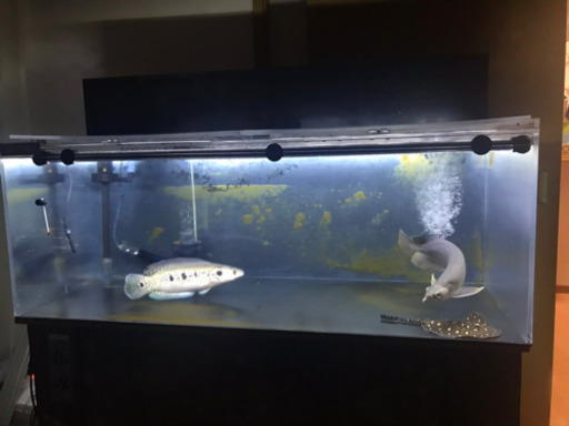 水槽フルセット